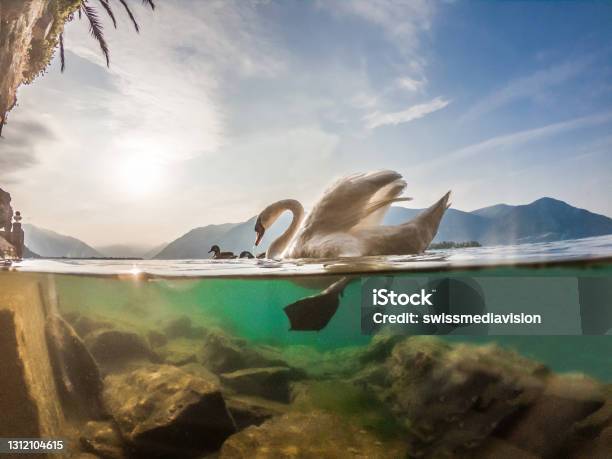 Underwater Shot Of Swan On Lake Maggiore Ticino Stock Photo - Download Image Now - Underwater, Swan, Water
