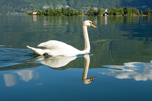 A scenic view of a swan floating on a lake and beautiful mountains in the background