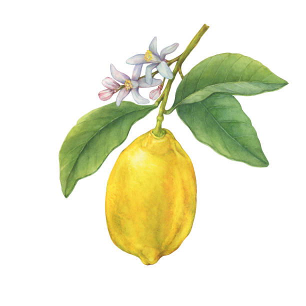 A branch of yellow lemon fruit with green leaves and flowers. Hand drawn watercolor painting illustration isolated on white background. A branch of yellow lemon fruit with green leaves and flowers. Hand drawn watercolor painting illustration isolated on white background. citron stock illustrations