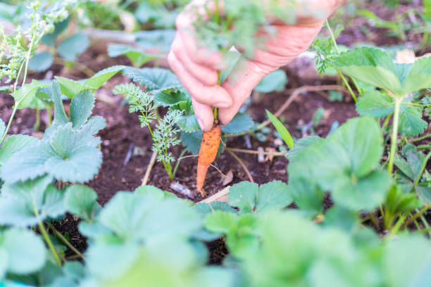 istock Senior farmer on field is picking up fresh organic carrots 1312105454