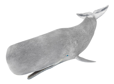 Computer generated 3D illustration with a white sperm whale isolated on white background