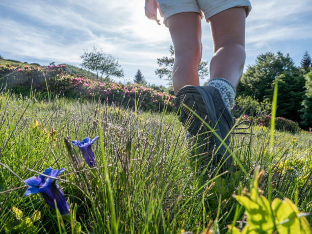 mujer camina en prado, flores - switzerland hiking boot outdoor pursuit recreational pursuit fotografías e imágenes de stock