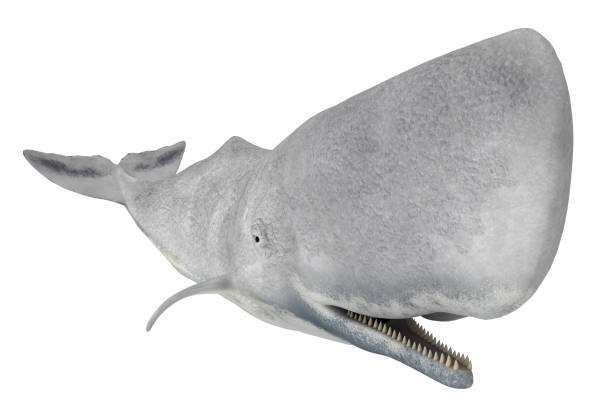 흰색 배경에 고립 된 정자 고래 - sperm whale 뉴스 사진 이미지