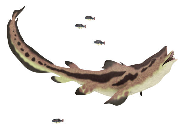 istock Prehistoric shark Edestus isolated on white background 1312106496