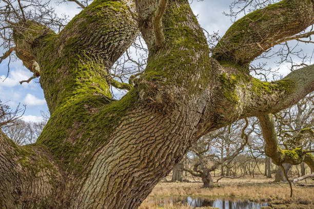 Branch of an old oak tree with green moss. The old oaks are an famous part of the Dyrehaven, a public park north of Copenhagen which has been declared a UNESCO World Heritage Site