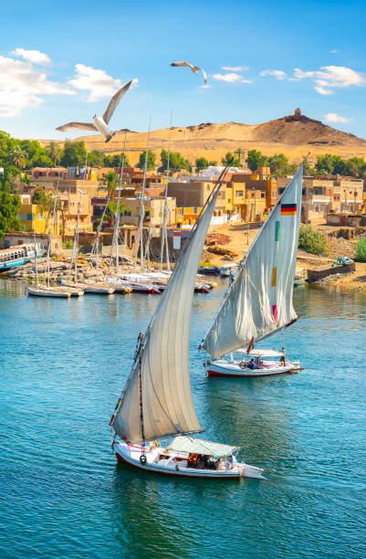 istock Birds over sailboats 1312106860