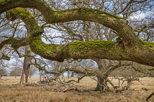 Branch of an old oak tree with green moss. The old oaks are an famous part of the Dyrehaven, a public park north of Copenhagen which has been declared a UNESCO World Heritage Site