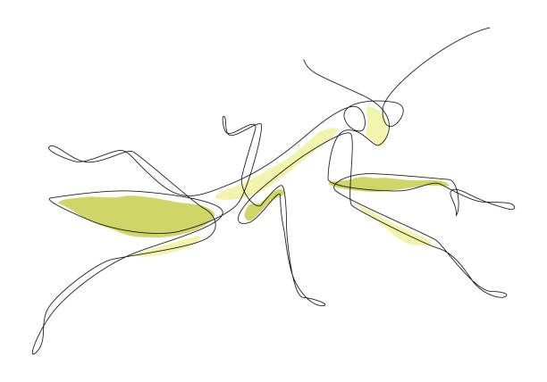 Praying Mantis Single Line Abstract praying mantis in continuous line art drawing style. Vector illustration. praying mantis stock illustrations