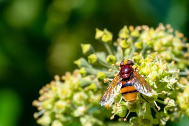 Close up from a hornet mimic hoverfly (Volucella Zonaria) on ivy blossoms.