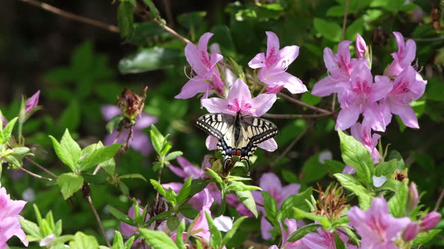 Butterflies perching on azalea flowers