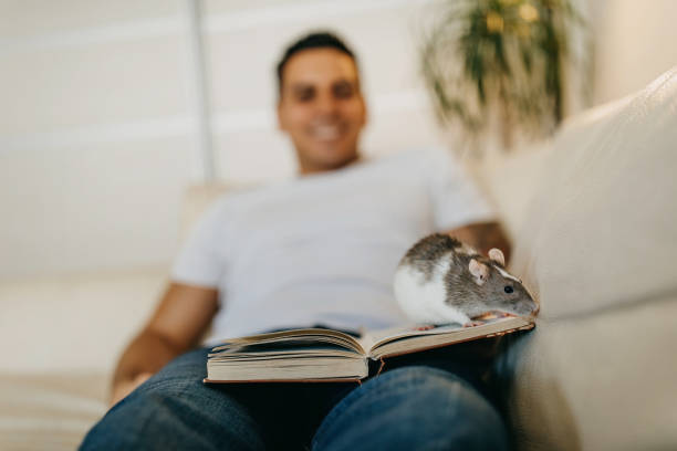 Dwarf Hamster adult