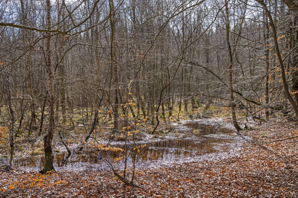 Wetlands is being restored many places in the Danish nature to create a more diversified nature as opposed to the more industrialized forest industry. This is from Jægersborg Hegn which is part of an UNESCO World Herritage Site.