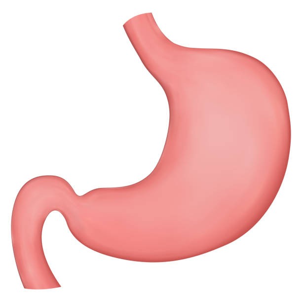 istock Vector realistic illustration of stomach. Element for medical brochures or textbooks. 1312110181