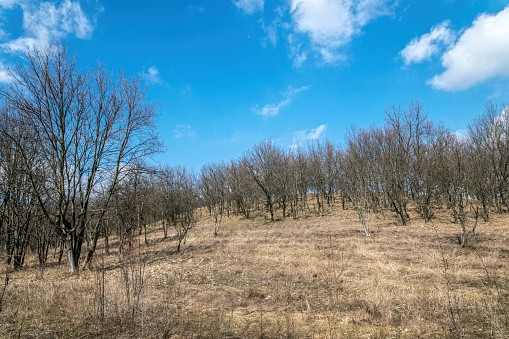 Picturesque countryside landscape in March. Bare linden trees in a hillside hollow and clear spring blue sky with white clouds. Spring day in Europe