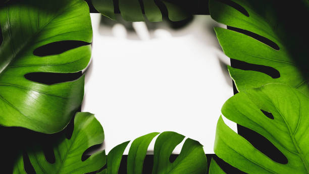 istock Card template with monstera leaves in a dark tropical forest 1312111949