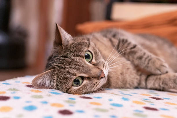 istock Mackerel tabby beige cat with green eyes relaxes on the couch 1312112355