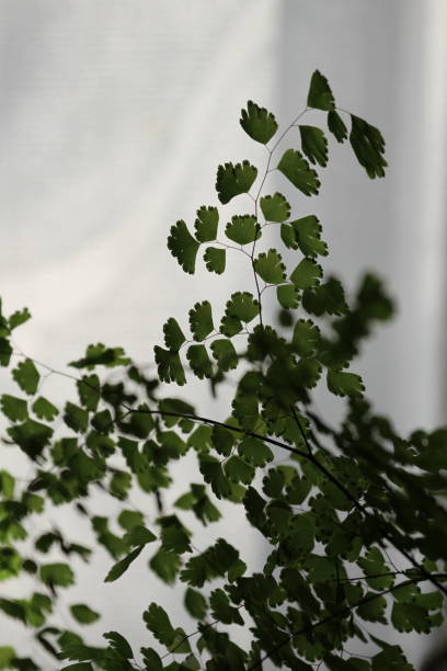 istock Soft sunlight through the curtain, shadows of houseplants 1312113196