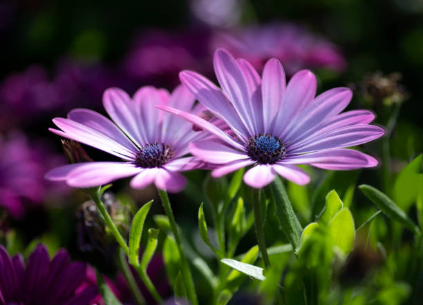 istock Selective focus. Purple african daisy flowers close-up on blurred background 1312113492