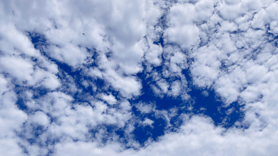 An image of clouds in the blue sky. A black kite bird flying way high in the sky. Altocumulus cloud. Cloudscape. Japan.