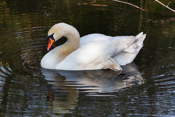 istock Krefeld - Close-Up to graceful Swan 1312114738