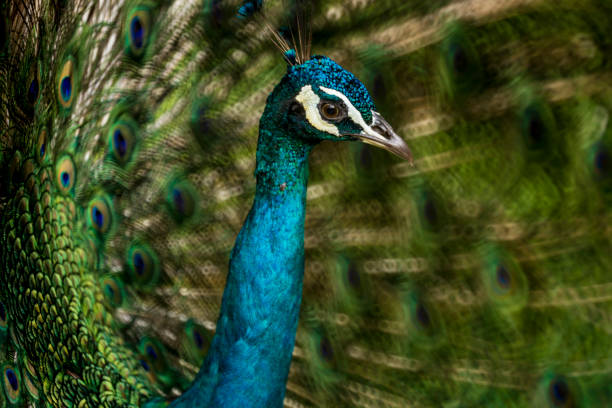 istock Bird park Kuala Lumpur 1312115042