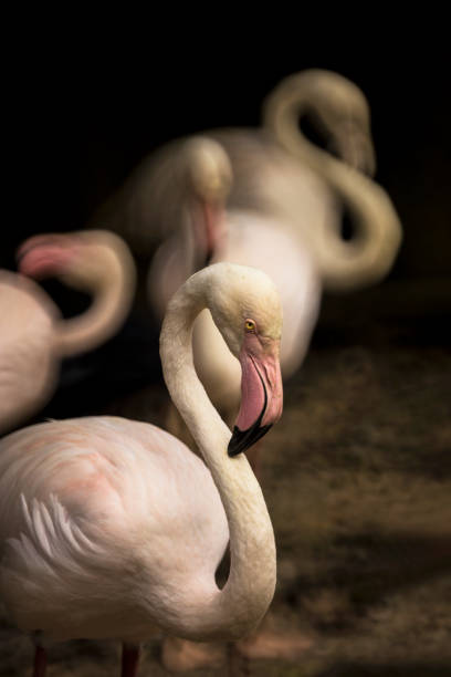 istock Bird park Kuala Lumpur 1312115399