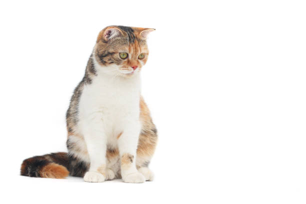istock Scottish fold cat sitting on white background. Calico cat looking something on top.Parti-colour cat isolate on white background. 1312115424