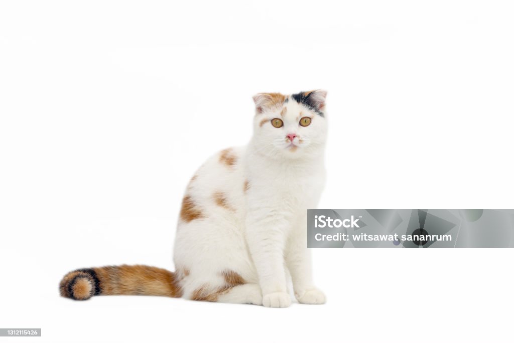 Scottish fold cat sitting on white background. Calico cat looking at camera.Parti-colour cat isolate on white background. Scottish Fold Cat Stock Photo