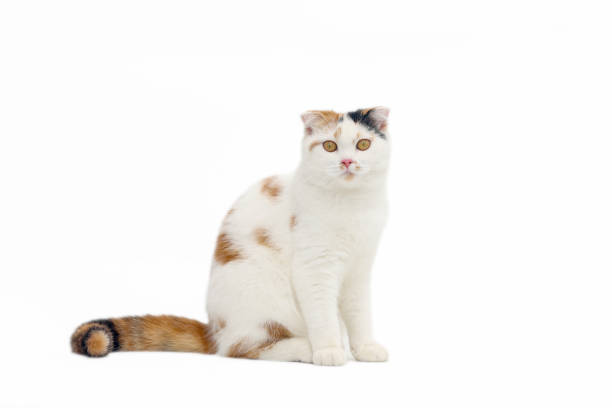 Scottish fold cat sitting on white background. Calico cat looking at camera.Parti-colour cat isolate on white background. Scottish fold cat sitting on white background. Calico cat looking at camera.Parti-colour cat isolate on white background. scottish fold cat photos stock pictures, royalty-free photos & images