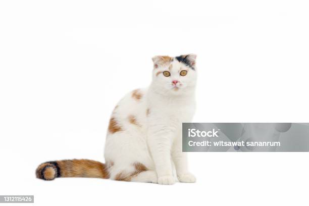Scottish Fold Cat Sitting On White Background Calico Cat Looking At Cameraparticolour Cat Isolate On White Background Stock Photo - Download Image Now