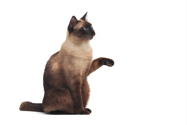 Siamese cat with blue eye sitting on white background. Blue diamond cat isolated on white background. Thai cat looking something