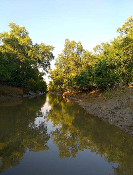Canal in Sundarbans