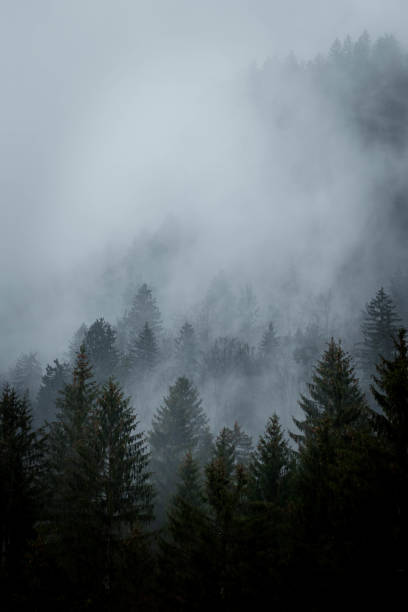 istock Photos of nature in rain 1312116773