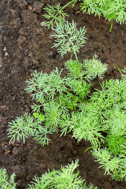 eneldo verde. plantas de eneldo joven recién plantadas en suelo oscuro en el jardín, cultivo de verduras en el jardín, copia del espacio, enfoque seleccionado, profundidad de campo estrecha. - globe grape fotografías e imágenes de stock