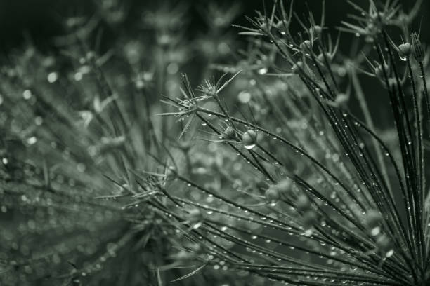 Drops on leaf macro in black and white