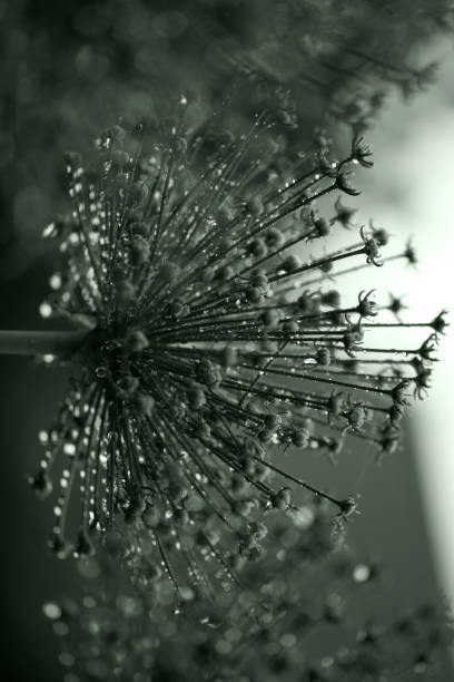 istock Floral abstract dark green background. Rain drops. Relaxing mood background 1312118004