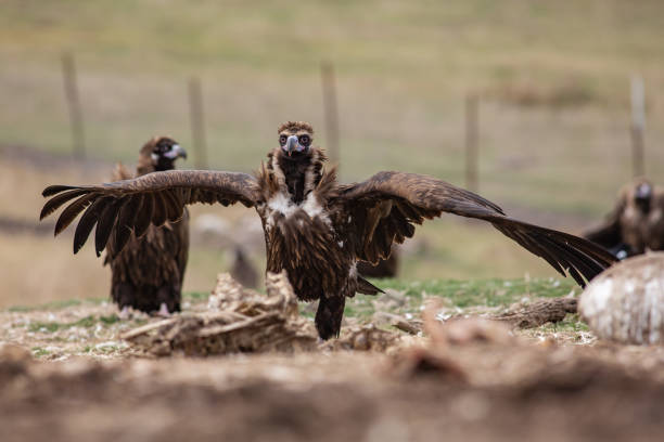 istock Cinereous Vulture 1312121595