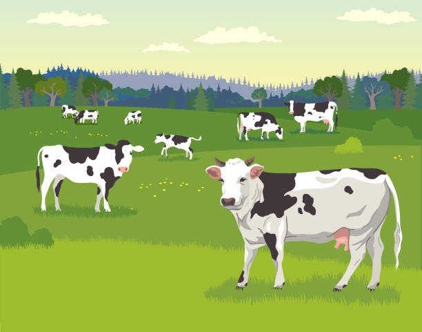 Landscape with pasturing cows, baby cows and detailed drawing of a cow in the foreground A herd of cows grazing on a green flower meadow against the backdrop of a landscape of fields and forests pics of the holstein cow stock illustrations