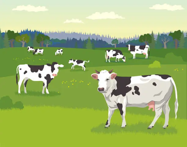 Vector illustration of Landscape with pasturing cows, baby cows and detailed drawing of a cow in the foreground