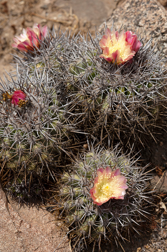 Western Colorado Desert and Agricultural Outdoors Southwest USA Natural Environment Textures and Backgrounds Macro Nature Brittle Prickly Pear Cactus Photo Series