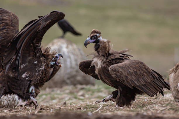 istock Cinereous Vulture 1312123102