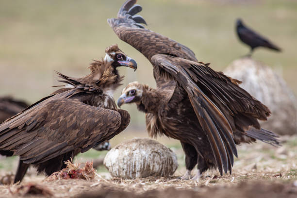 istock Cinereous Vulture 1312123118