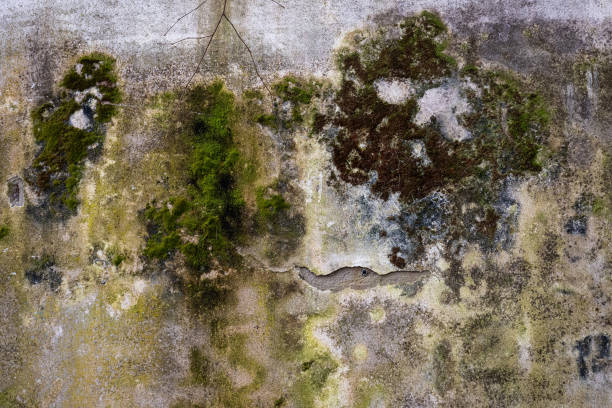 An old dirty house wall. stock photo