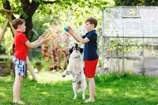 Two kids boys playing with family dog in garden. Laughing children, adorable siblings having fun with dog, with running and playing with ball. Happy family outdoors. Friendship between animal and kids.