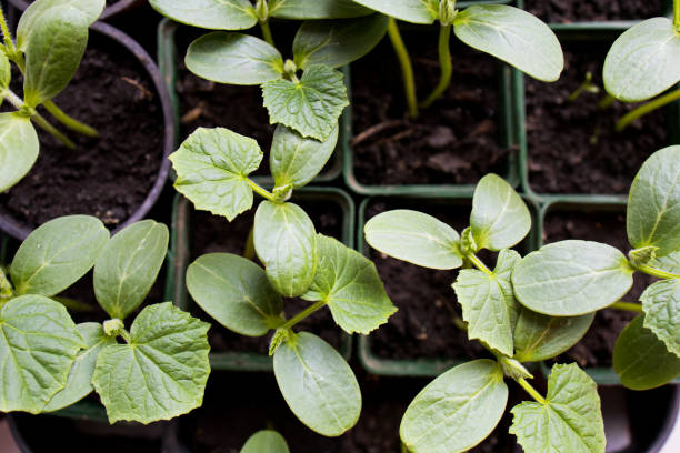istock Home indoors gardening 1312125410