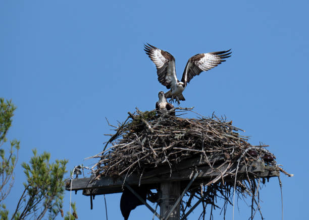 istock Osprey landing on nest 1312125431