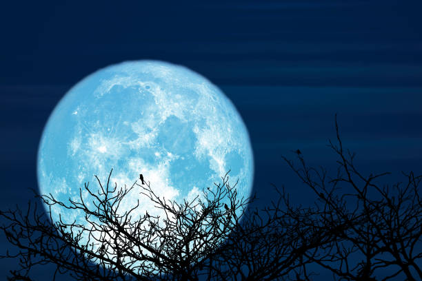 istock Super Sturgeon blue moon and silhouette coconut tree mountain in the night sky 1312125481