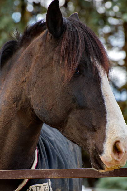 istock Brown and White Horse Head 1312128361