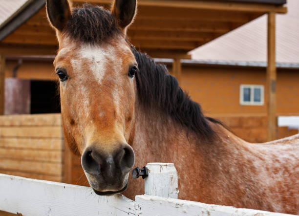 istock Curious Horse Looking Over Fence 1312128398
