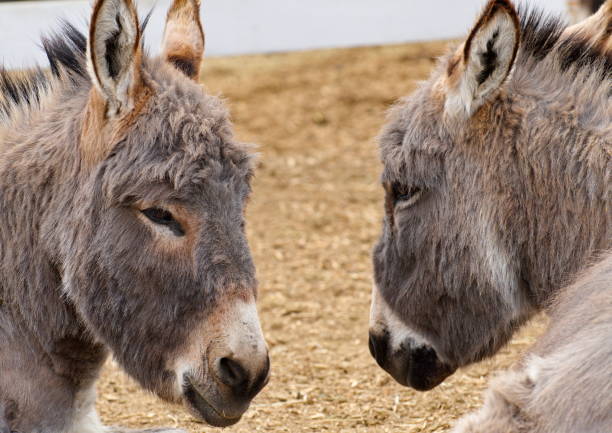 istock Cute Donkey Couple 1312128436